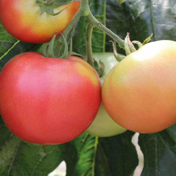 Visuel 1 du produit Tomate ronde Rose de Bern Greffée bio. Le pot de 1 litre recyclé