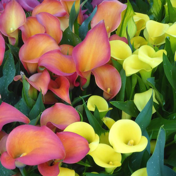 Visuel 1 du produit Arum couleur. Le pot de 2 litres