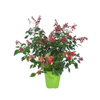 Visuel 1 du produit Sauge Amber’s wish en pot de 4 litres