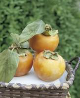 Visuel 1 du produit Kaki Diospyros Vainiglia coloris orange - 35 L