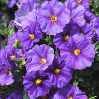 Visuel 1 du produit Solanum Rantonnetii - Le pot de 20 litres