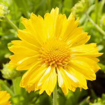Visuel 1 du produit Gaillarde mesa yellow jaune en pot de 2 L