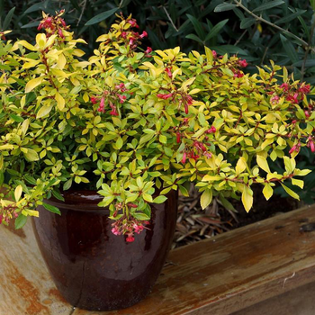 Visuel 1 du produit Escallonia Golden Carpet jaune en pot de 4 L