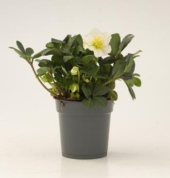 Visuel 1 du produit Hellébore niger Christmas Carol blanche. Le pot de 12 cm