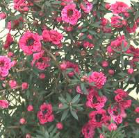 Visuel 1 du produit Chamelaucium (Wax Flowers). Le pot de 2 litres