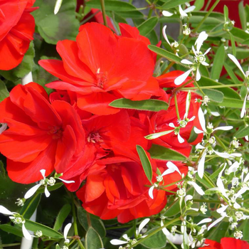 Visuel 1 du produit Géranium Zonale et Euphorbe - Le pot de 10 litres