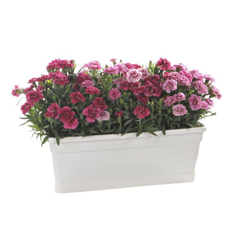 Visuel 1 du produit Oeillet Telnelken - La jardinière de 40 cm