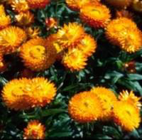 Visuel 1 du produit Gnaphalium - Le pot de 1 litre