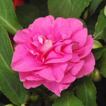 Visuel 1 du produit Impatiens ou Impatience à fleurs doubles multicolores - Le pot Ø 14 cm