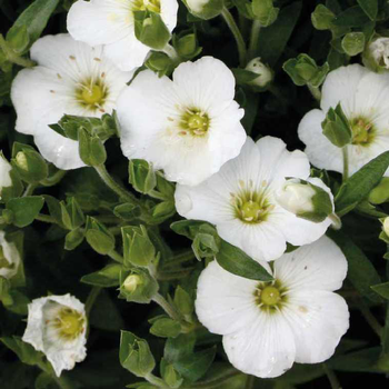 Visuel 1 du produit Sabline - Le pot de 9 x 9 cm