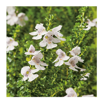 Visuel 1 du produit Menthe Australienne - pot 4 L