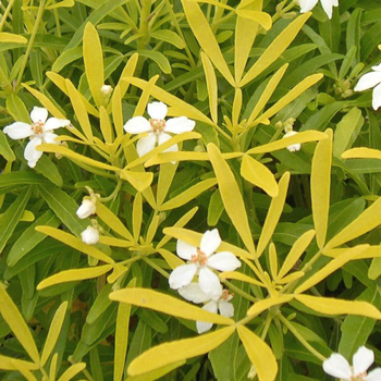 Visuel 1 du produit Choisya Arizonica Aztec Gold – Pot de 4L