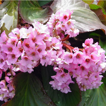 Visuel 1 du produit Bergénie (Bergenia ou Plante du Savetier) à fleurs roses - Le pot de 2 litres