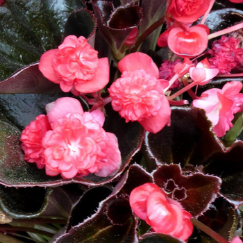 Visuel 1 du produit Begonia Semperflorens double - Le pot de 10,5 cm