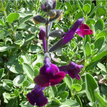 Visuel 1 du produit Salvia Microphylla violette - Le pot de 3 litres
