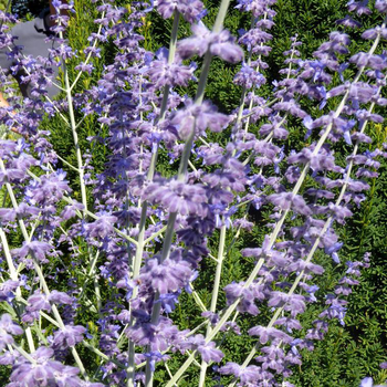 Visuel 1 du produit Perovskia Atriplicifolia ou sauge d’Afghanistan ou de Russie - Le pot de 2 litres