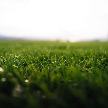 Visuel 1 du produit Gazon naturel résistant à la sécheresse en rouleaux Les Gazons de la Hardt - prix au m² pour une surface achetée totale de 10 à 50 m²