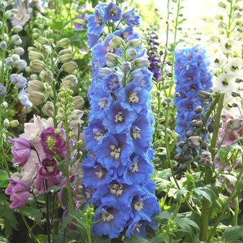 Visuel 1 du produit Delphinium Magic Fountain (Bleu) - Le pot de 1 litre