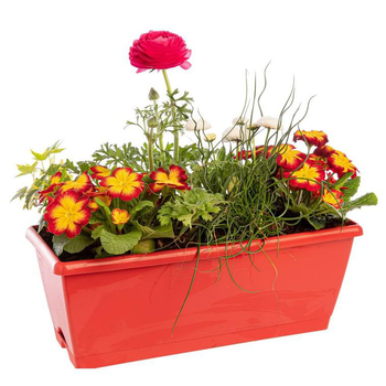 Visuel 1 du produit Jardinière printanière de Primevère et Renoncule à fleurs multicolores - La jardinière de 40 cm