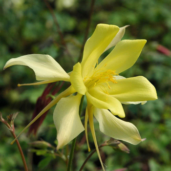 Visuel 1 du produit Aquilegia Caerulea Yellow. Le pot de 4 litres