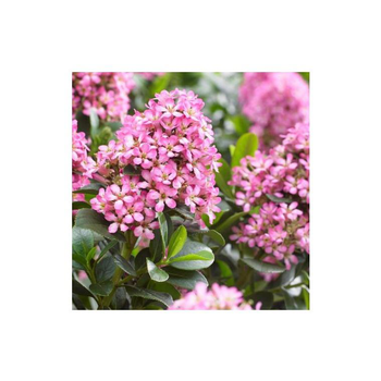 Visuel 1 du produit Escallonia Laevis Pink Elle® rose. Le pot de 10 litres, 40/50 cm