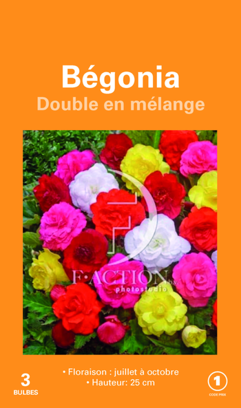 Visuel 1 du produit Bulbes de fleurs Bégonia double en mélange botanic® – 3 bulbes