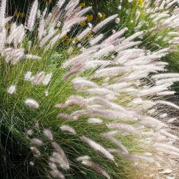 Visuel 1 du produit Herbe-aux-écouvillons botanic®. Le pot de 2 L