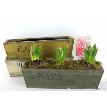 Visuel 1 du produit Jacinthe x 3. La jardinière en bois