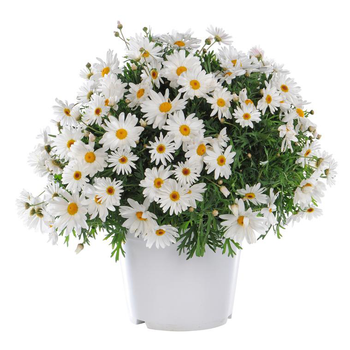 Visuel 1 du produit Anthémis varié. Le pot de 3 litres