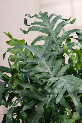 Visuel 1 du produit Fougère Polypodium pseudoaureum - Le pot de 2 litres