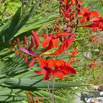 Visuel 1 du produit Crocosmia - Le pot de 5 litres