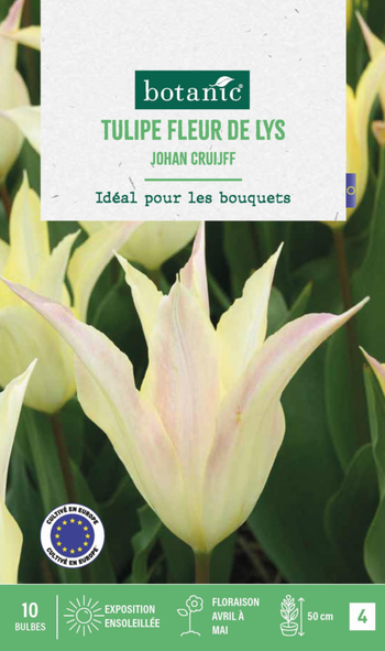 Visuel 1 du produit Tulipe lys johan cruijff botanic® - 10 bulbes