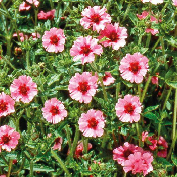 Visuel 1 du produit Potentille Rose - Le pot de 9 x 9 cm