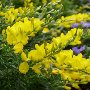 Visuel 1 du produit Genêt de Madère à fleurs jaunes - Le pot de 2,5 litres