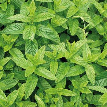 Visuel 1 du produit Menthe Mojito bio. Le pot de 1 litre