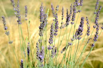 Visuel 1 du produit Lavandin PURE PLATINUM - Le pot de 2 litres