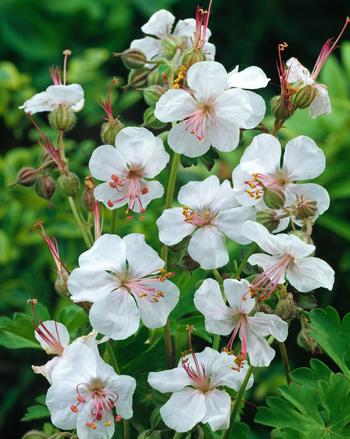 Visuel 1 du produit Géranium vivace ‘Biokovo’ - Le pot de 2 litres