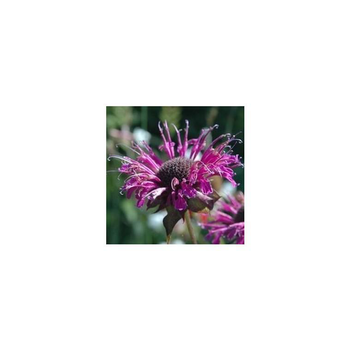 Visuel 1 du produit Monarde - Le pot de 3 litres