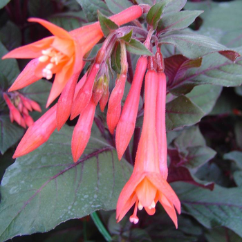 Visuel 1 du produit Fuchsia Fulgens - Le pot de 2 litres