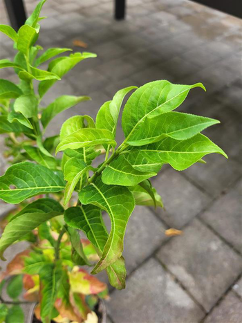 Visuel 1 du produit Euonymus europaeus coloris rouge – 3 L