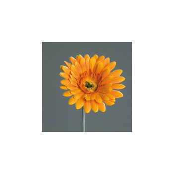 Visuel 1 du produit Tige de Gerbera décoratif orange - 56 cm