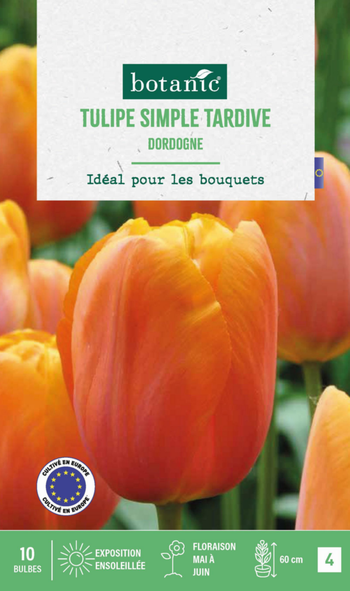 Visuel 1 du produit Tulipe dordogne botanic® - 10 bulbes