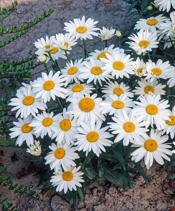 Visuel 1 du produit Marguerite d’été ‘Snowcap’ - Le pot de 2 litres