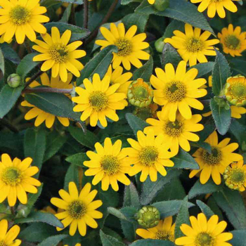 Visuel 1 du produit Sanvitalia - Le pot de 9 x 9 cm