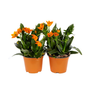 Visuel 1 du produit Ornithogale ou Ornithogalum Dubium. Le pot de 1 litre