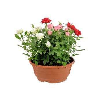 Visuel 1 du produit Rosier multicolore Carnaval. La coupe de Ø 21 cm