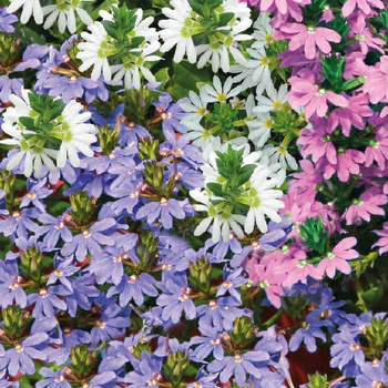 Visuel 1 du produit Scaévola - Le pot de 9 x 9 cm