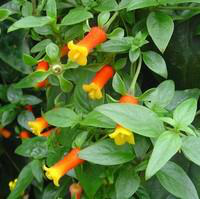 Visuel 1 du produit Manettia Tippi - Le pot de 3 litres