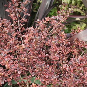 Visuel 1 du produit Coprosma Mesclun Rainbow Surprise. Le pot de 4 litres