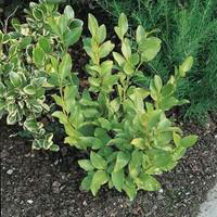 Visuel 1 du produit Griselina Littoralis vert 80/60 cm en pot de 4 L